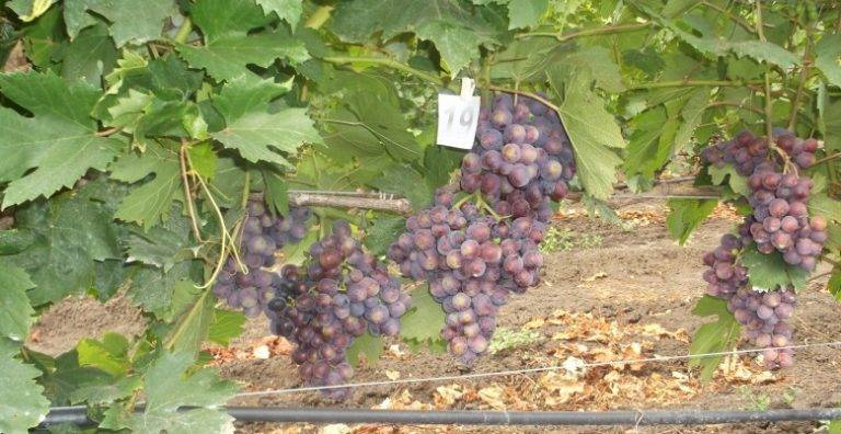 Сорт винограда подарок несветая описание сорта