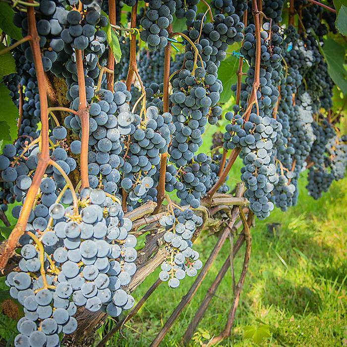 Особенности винограда «зилга»: отзывы, описание, интересные особенности и способы размножения