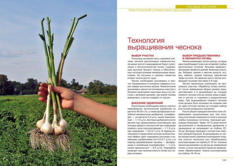 Технология выращивания озимого чеснока, крупные сорта и правила выращивания