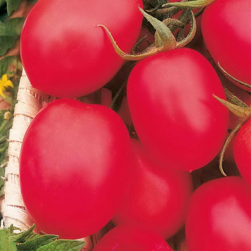 Характеристика томатов сорта малиновое чудо
