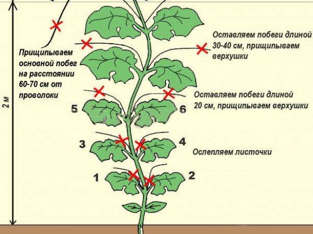 Как пасынковать арбузы в теплице и в открытом грунте: особенности, схемы прищипки - onwomen.ru