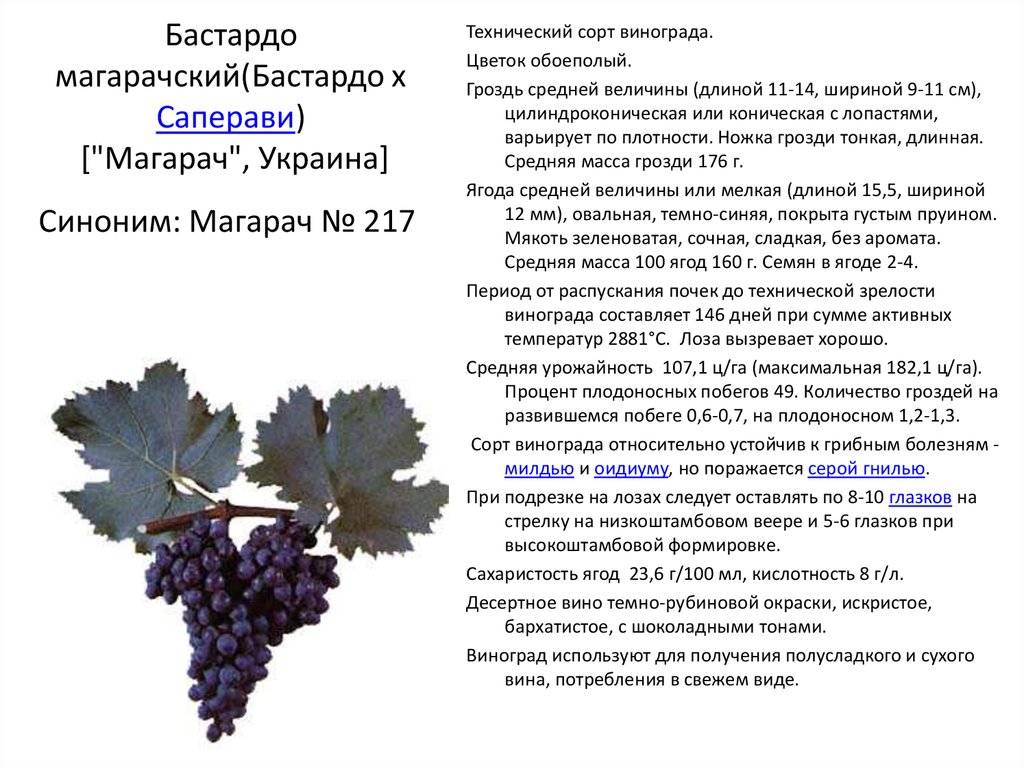 ᐉ сенатор - столовая форма винограда - roza-zanoza.ru