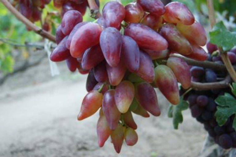 Описание сорта, отзывы и правила выращивания винограда дубовский розовый