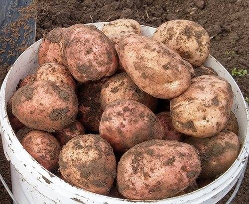 Описание и характеристика сорта картофеля Рябинушка, правила посадки и уход