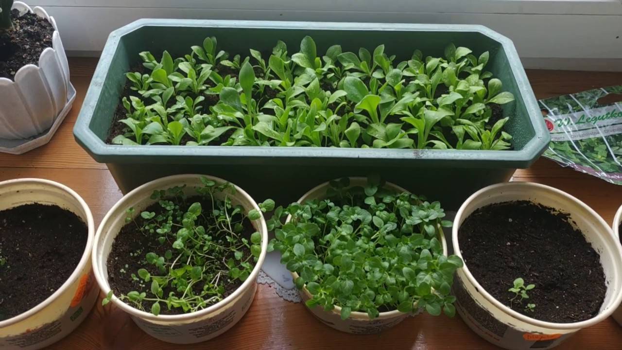 Как посадить мяту на даче в открытом грунте из семян выращивание и уход с видео