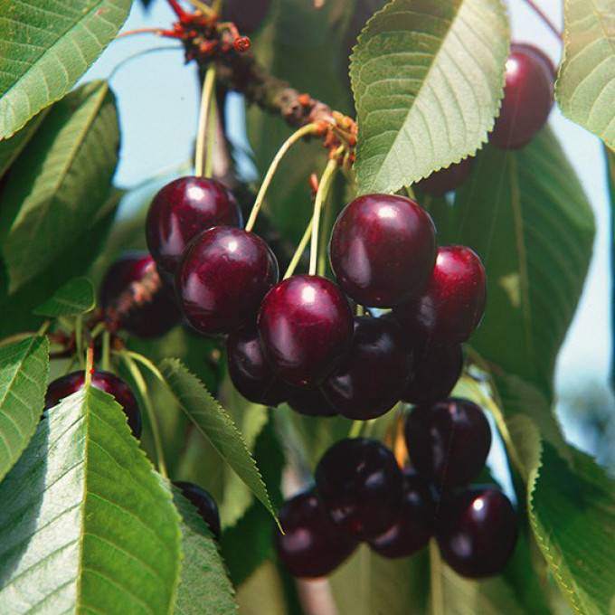 Черешня ипуть: отзывы, фото, описание ягодного сорта плодового дерева