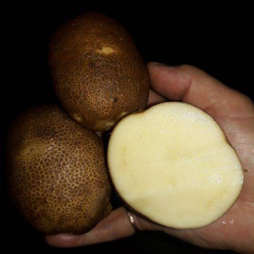 Картофель «киви»: характеристика, вкусовые качества, гмо или нет, срок созревания
