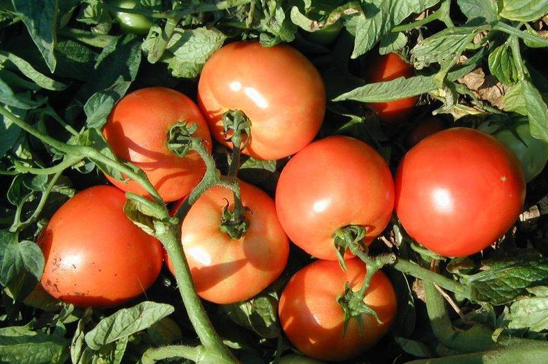 Томат кострома f1: характеристика и описание сорта, фото семян гавриш, отзывы об урожайности