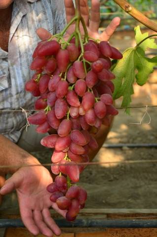 Виноград дубовский розовый описание сорта фото