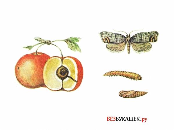 Как уничтожить плодожорку на яблоне: описание вредителя, методы и меры борьбы