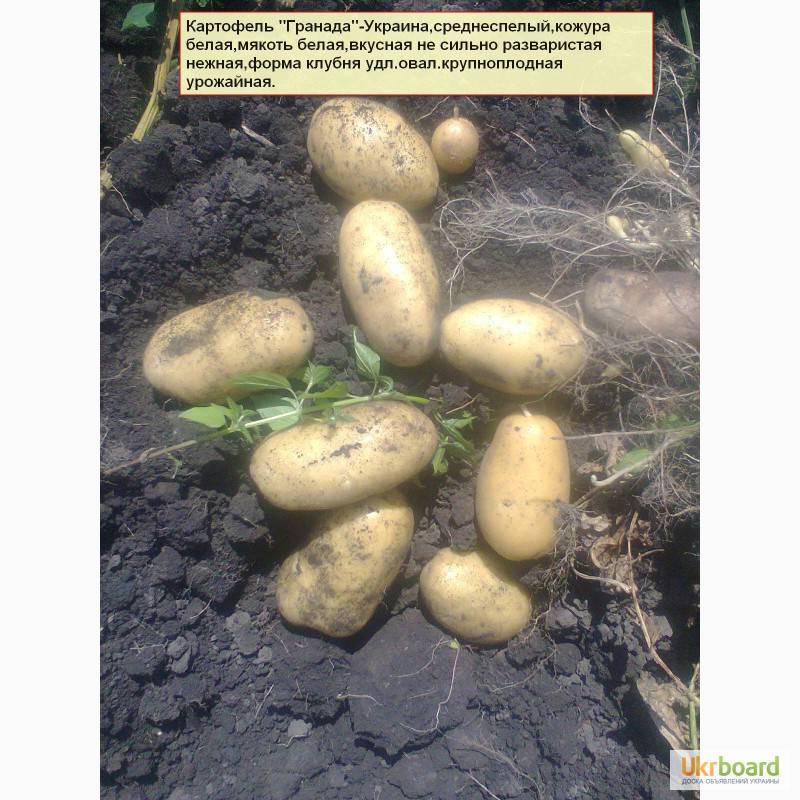 Сорт картофеля манифест — все, что необходимо знать об этом виде картошки: описание, характеристика, фото, вкусовые качества и отзывы огородников
