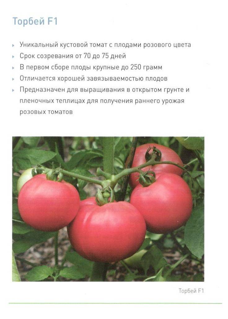 Томат гамаюн: описание и характеристика сорта, урожайность с фото