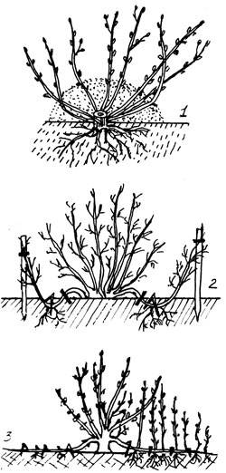 Лапчатка кустарниковая уход и выращивание, сорта, фото, обрезка