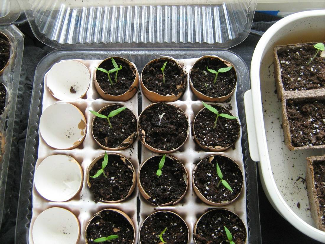 Посадка перца на рассаду: как и когда сеять перец в домашних условиях | цветок в доме