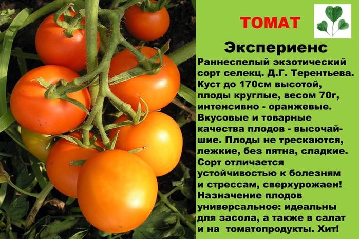 Лучшие салатные сорта томатов