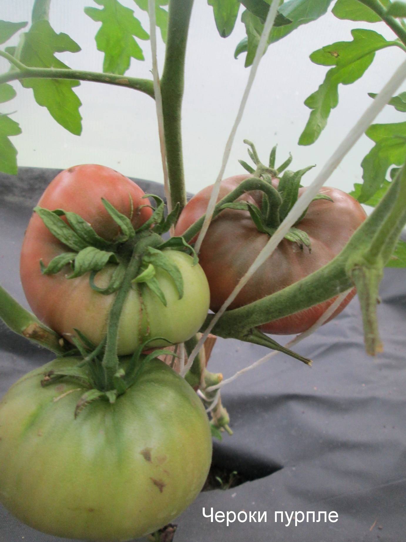 Фиолетовые помидоры: обзор сортов и полезные свойства