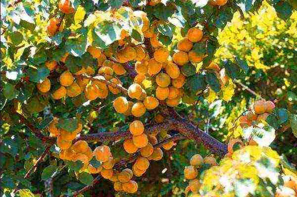 Лучшие сорта абрикоса для подмосковья - дачная жизнь