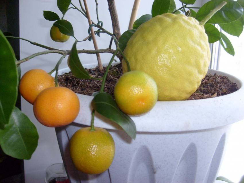 Лимонное дерево в домашних условиях: особенности посадки, правила ухода, вредители и болезни. как вырастить дома лимон из косточки