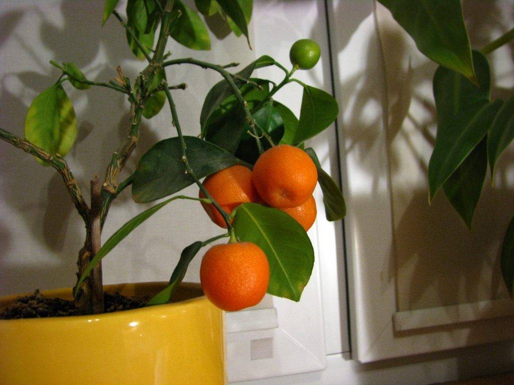 Комнатный мандарин: уход в домашних условиях