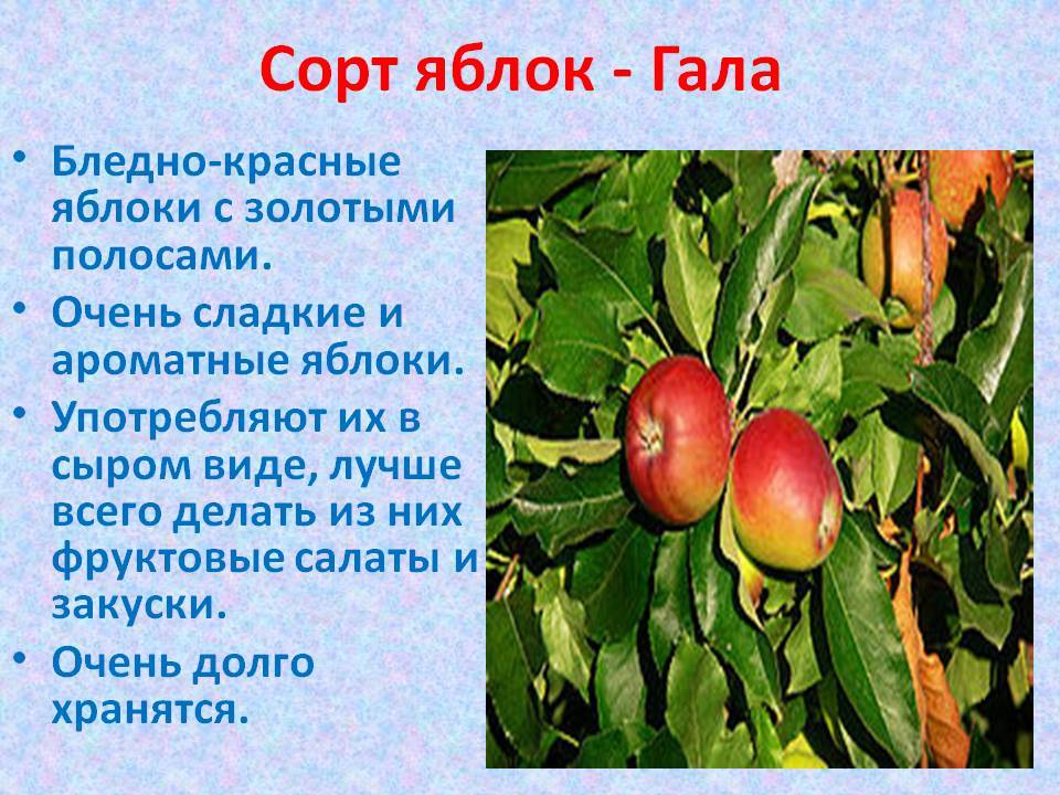 Яблоки гала: описание сорта, посадка и уход, 10 лучших разновидностей, сбор и хранение