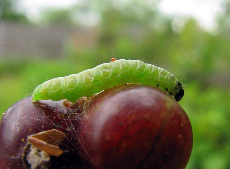 Плодожорка на яблоне: методы борьбы с гусеницами