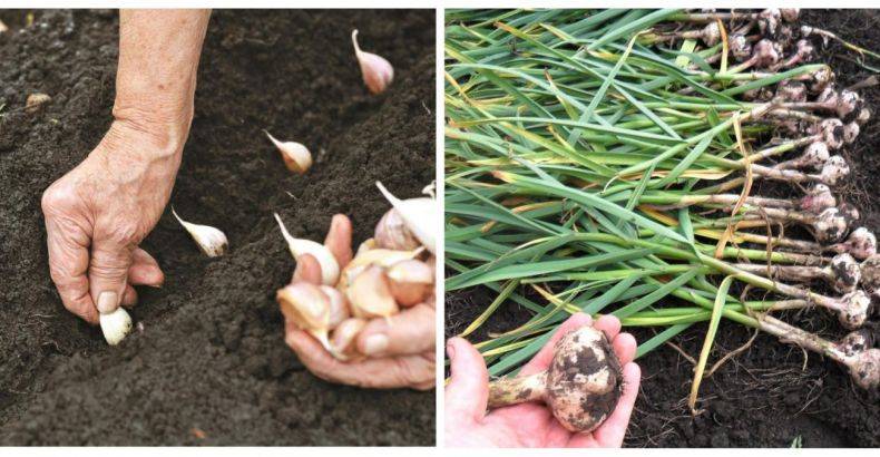 Семена чеснока: выращивание из бульбочек — бульбочки чеснока как сажать