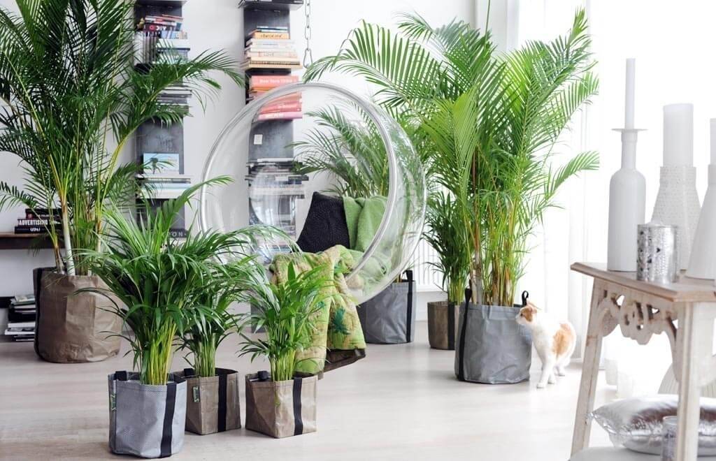 5 самых неприхотливых комнатных пальм