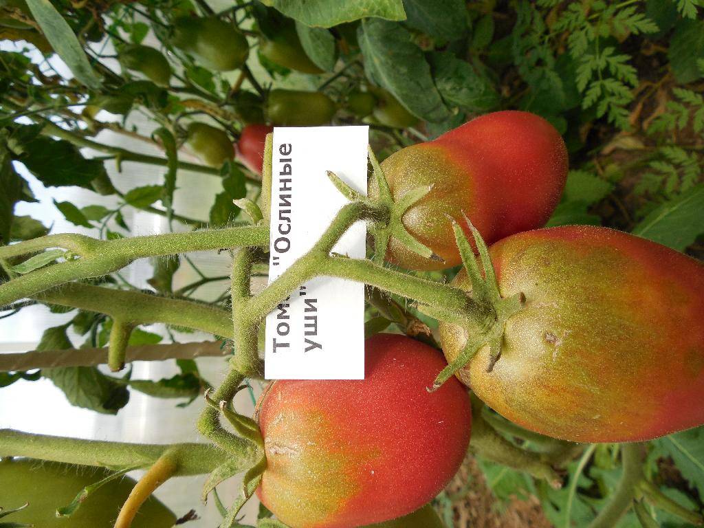 Описание редкого сорта томата Ослиные уши и правила агротехника