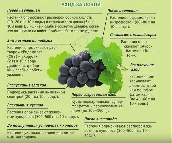 Когда созревает виноград изабелла: как определить спелость, время сбора