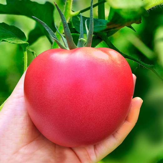 Розовые и малиновые помидоры: список 25 лучших сортов, их описания и характеристики