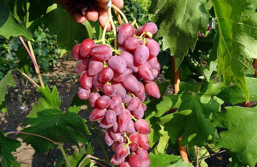 Виноград дубовский розовый: подробное описание сорта с фото