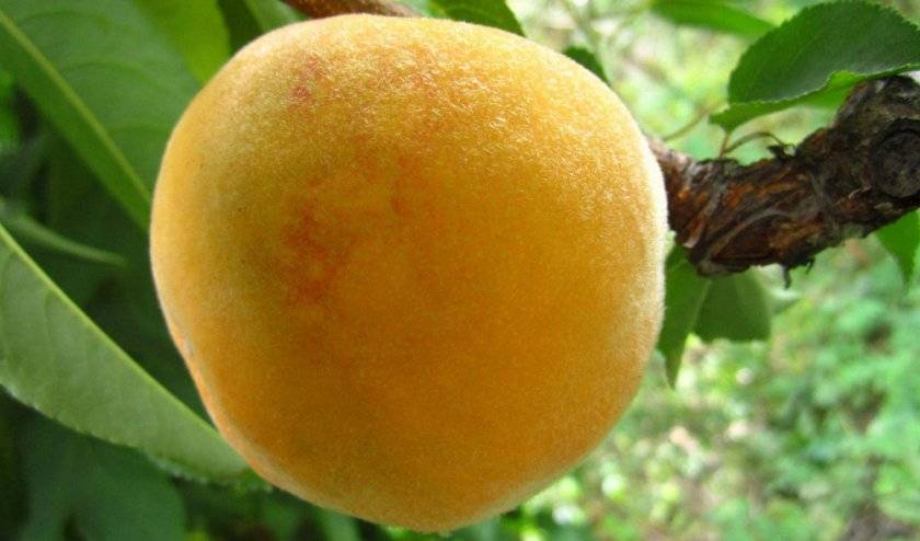 Сорт персика биг хани фото и описание сорта
