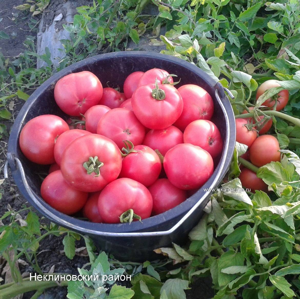 ᐉ томат вернер f1 урожайность отзывы 2020 - zooshop-76.ru