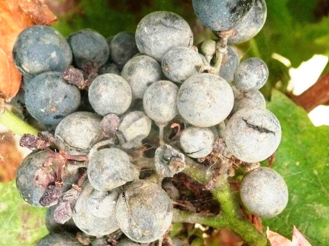 Коллоидная сера для винограда – сайт о винограде и вине