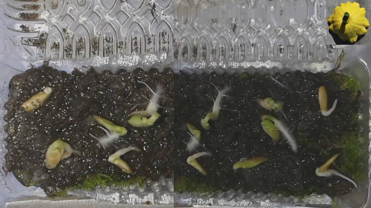 Проращиваем семена огурцов быстро в домашних условиях