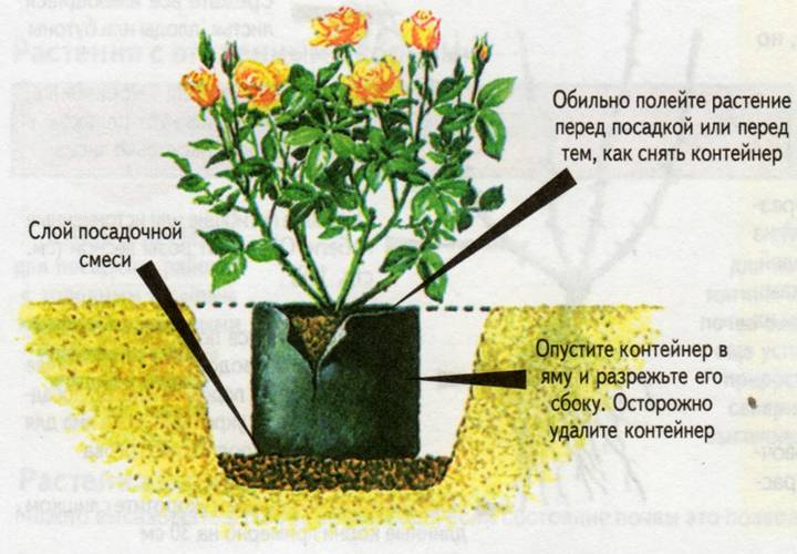 Роза сантана — плетистое украшение садового участка