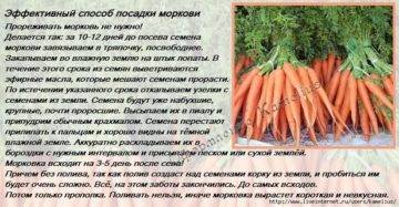 Посадка моркови весной в открытый грунт: сроки посева, пошаговая инструкция
