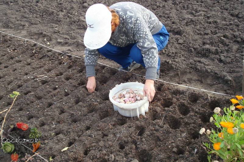 Как подготовить грядку под чеснок для посадки осенью: какие внести удобрения в почву при посеве под зиму корнеплода, а также какую землю любит овощ