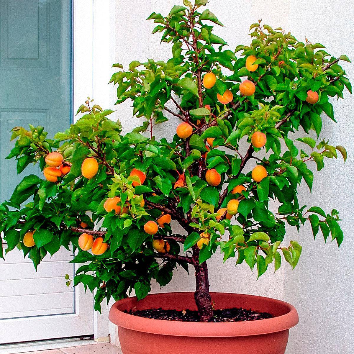 Как вырастить персик из косточки? — ботаничка