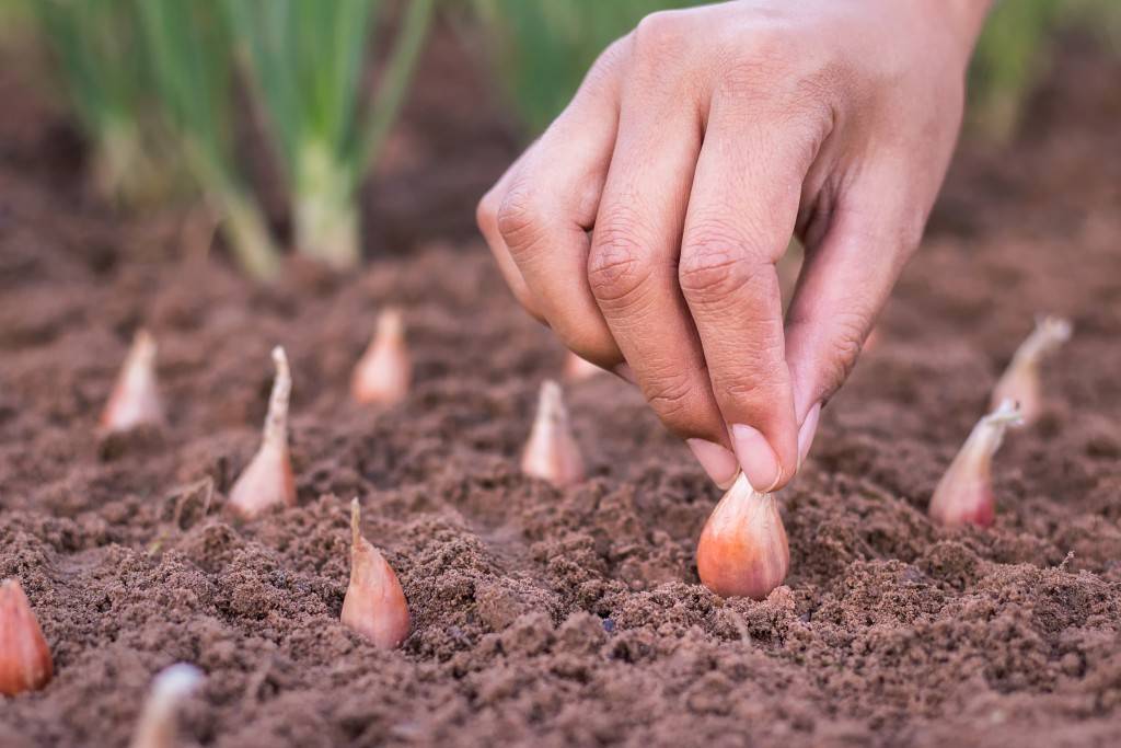 10 секретов выращивания репчатого лука для щедрого урожая