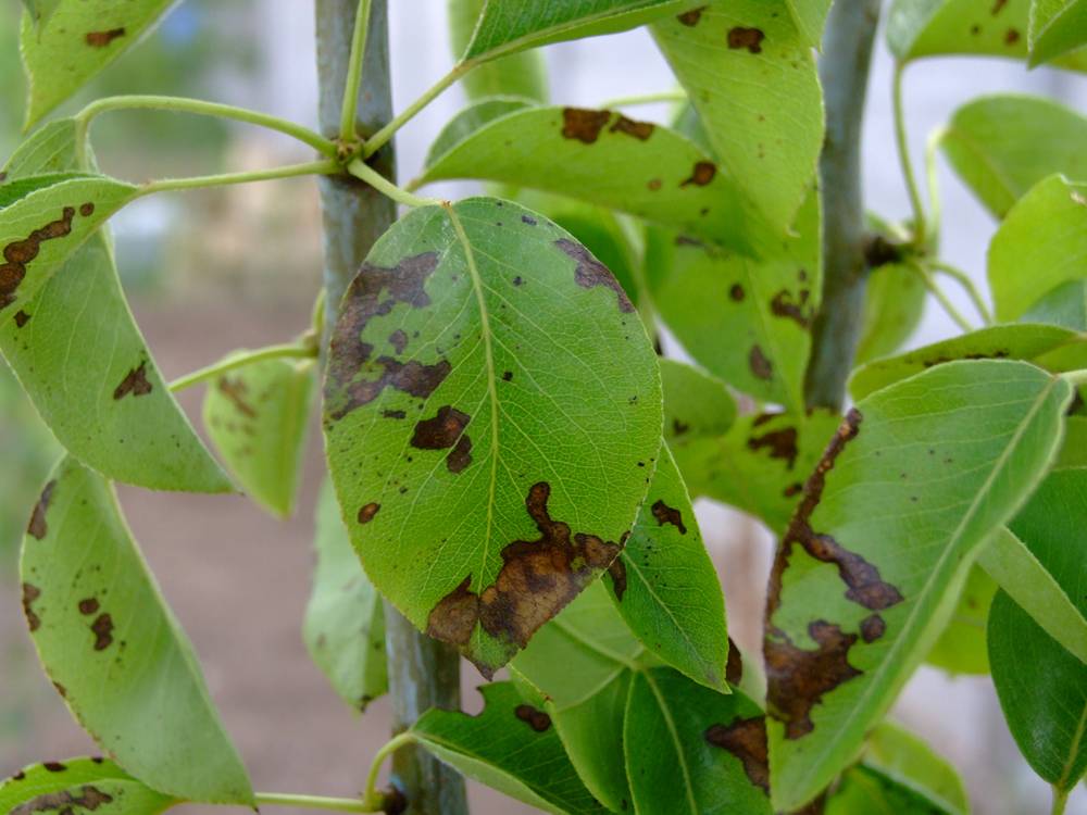 Жёлтые пятна на листьях груши: что делать, почему желтеют, лечение