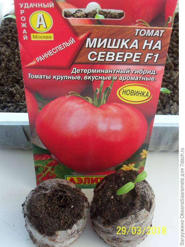 Детерминантный сорт помидоров: что это такое, отличие от индетерминантных томатов, выращивание в открытом грунте