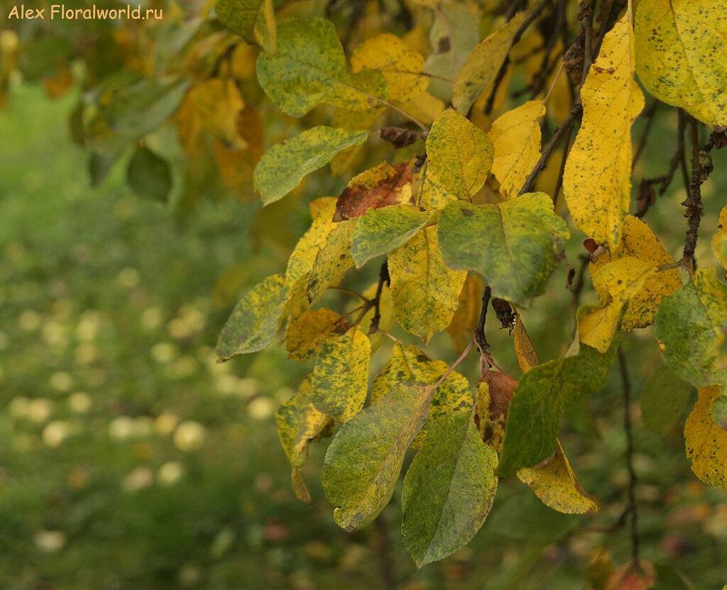 Листья на яблоне коричневеют и засыхают - что делать