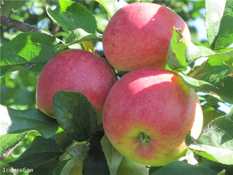 Описание сорта яблони спартан с фото: характеристика, особенности зимних яблок, плюсы, минусы и видео