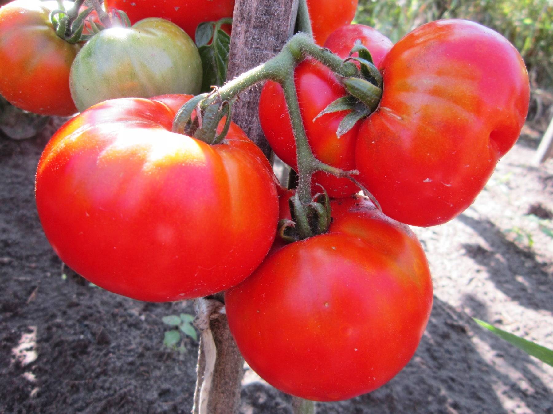 Семена томатов Сибирский козырь