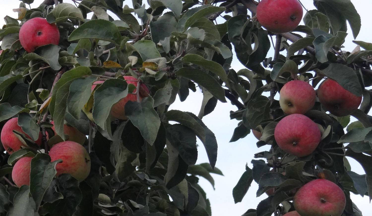 Яблоня: посадка и уход в открытом грунте | фото