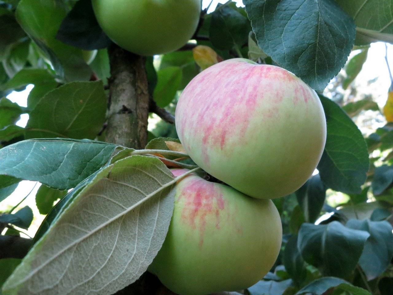 Описание сорта яблони абориген: фото яблок, важные характеристики, урожайность с дерева