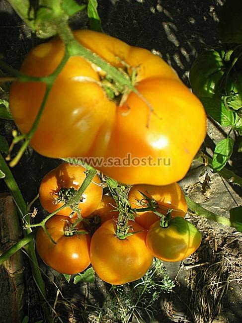Характеристика и описание сорта томата оранжевый слон