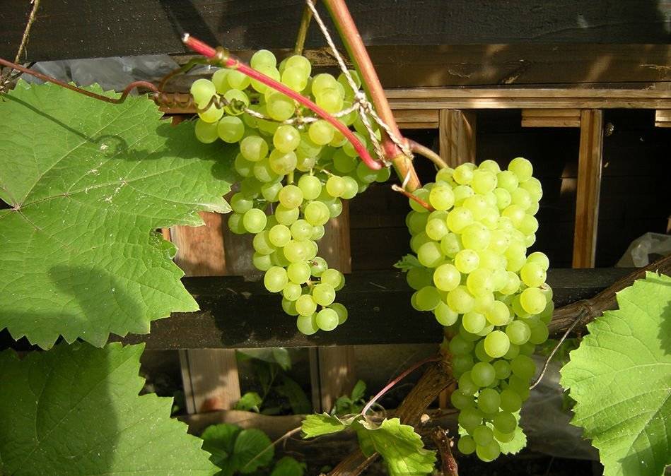 Описание и выращивание винограда сорта коринка русская