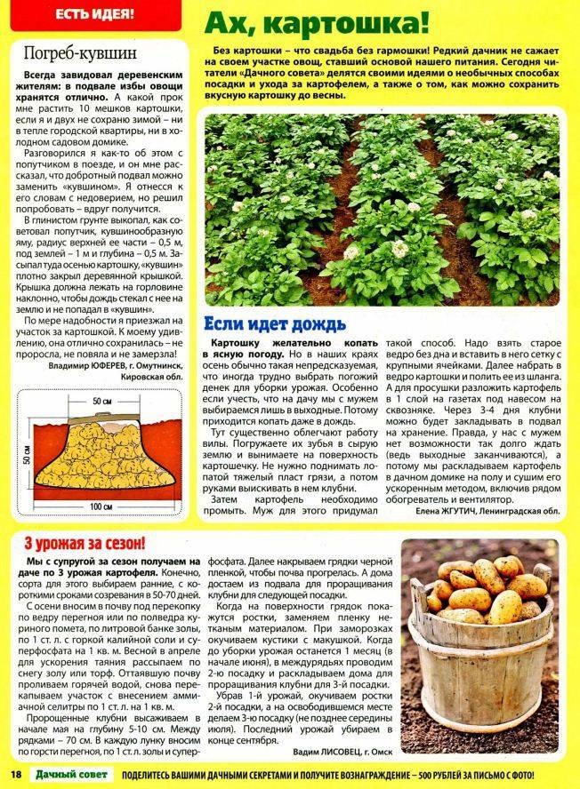 Из чего прорастает картофель: как стимулировать проращивание клубней для посадки, основные правила и сколько времени понадобится, способы и методы обработки